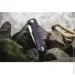   Ganzo G769-PL